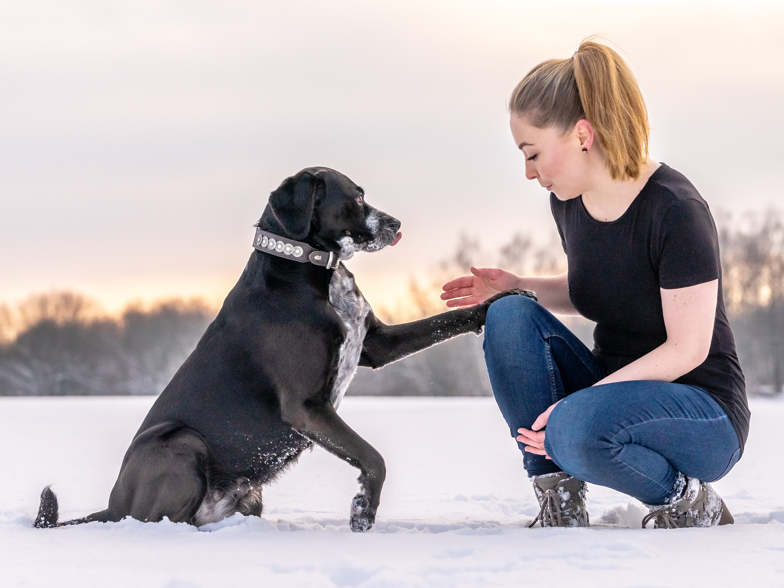 Hund spielt im Schnee bei Winter-Fotoshooting mit warmem Sonnenuntergang