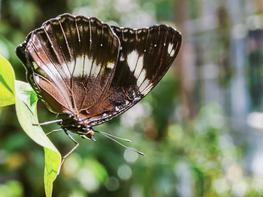 Schmetterling sitzt auf einem leicht feuchten Blatt im Schmetterlingshaus